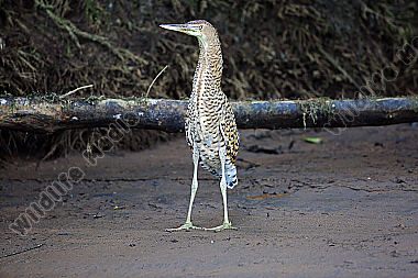 Nacktkehlreiher Jungvogel