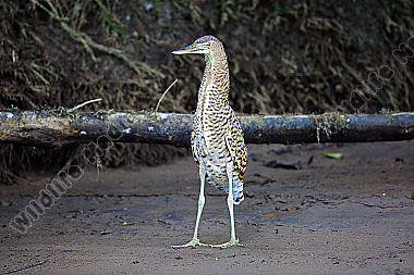 Nacktkehlreiher Jungvogel