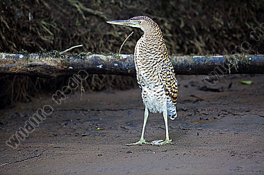 Nacktkehlreiher Jungvogel