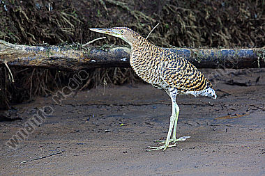 Nacktkehlreiher Jungvogel