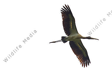 Waldstorch