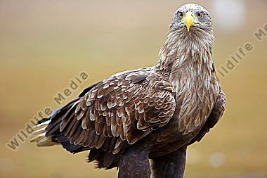 Seeadler