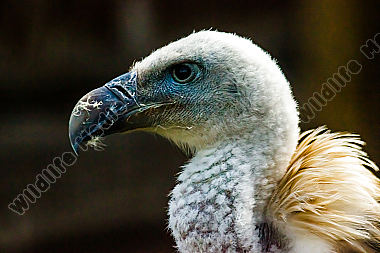 Ruhender Gänsegeier. Aufgenommen im Wildpark Potzberg
