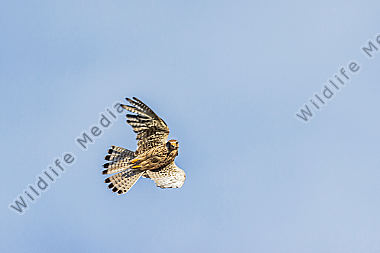 Turmfalke wirft einen kritischen Blick auf die Fotografin.