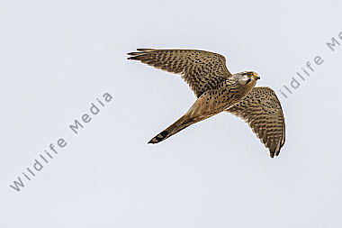 Turmfalke auf Nahrungsuche