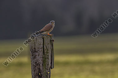 Turmfalke auf Nahrungsuche