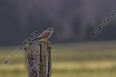 Turmfalke auf Nahrungsuche