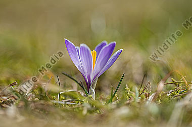Wildkrokus Crocus spec. crocus