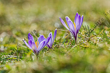 Wildkrokus Crocus spec. crocus