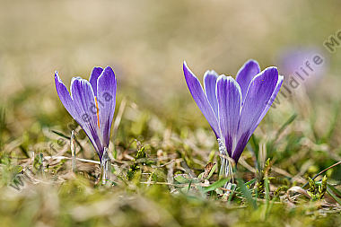 Wildkrokus Crocus spec. crocus