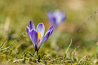 Wildkrokus Crocus spec. crocus