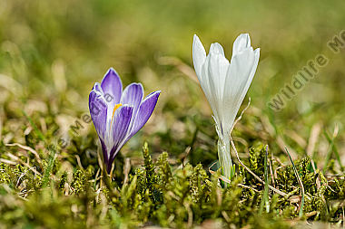 Wildkrokus Crocus spec. crocus