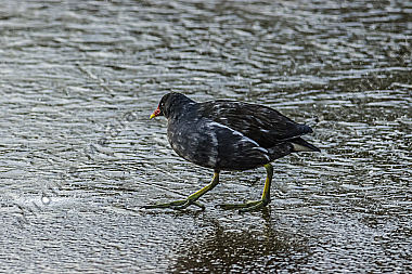 Teichhuhn auf dem Eis