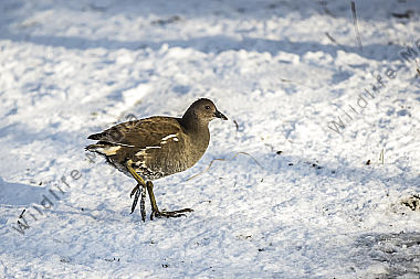 Teichhuhn im Schnee