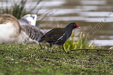 Teichhuhn am Teichufer