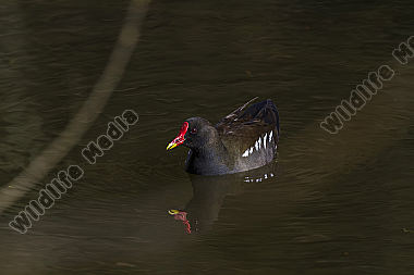 Teichhuhn auf dem Wasser