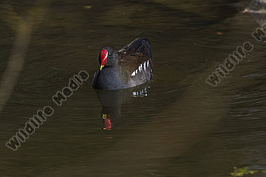 Teichhuhn auf dem Wasser