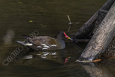 Teichhuhn auf dem Wasser