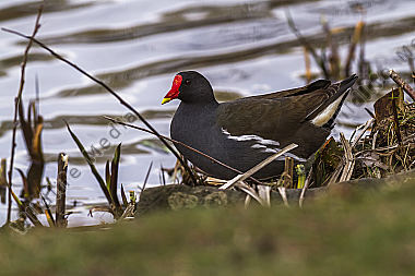 Teichhuhn am Teichufer