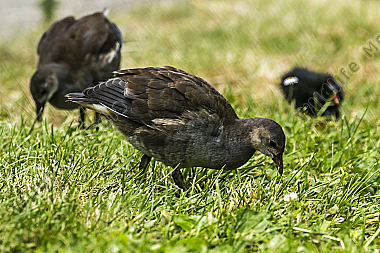 Teichhuhn im Gras