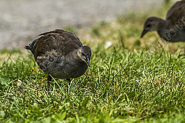 Teichhuhn im Gras