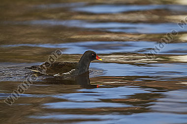 Schwimmendes Teichhuhn