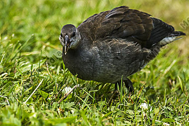 Teichhuhn im Gras