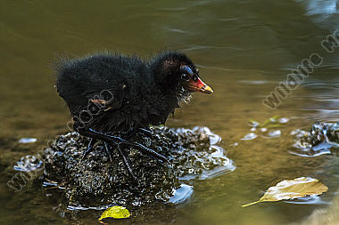 Junges Teichhuhn am Teichufer
