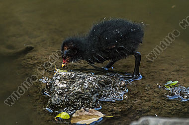 Junges Teichhuhn am Teichufer