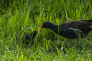 Teichhuhn füttert sein Junges
