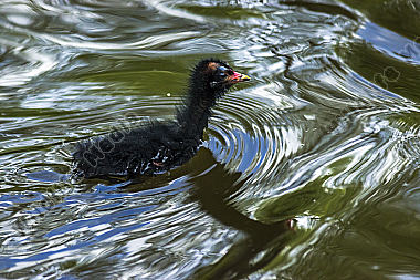 Junges Teichhuhn auf dem Wasser