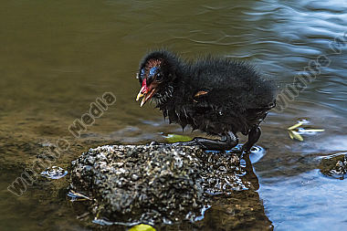Junges Teichhuhn am Wasser