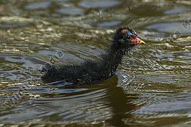 Junges Teichhuhn schwimmt auf dem Weiher