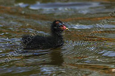 Junges Teichhuhn schwimmt auf dem Weiher
