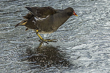 Teichhuhn auf dem Eis
