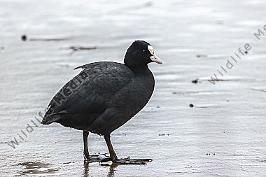 Blässhuhn auf dem Wasser