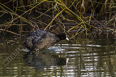 Blässhuhn auf dem Wasser