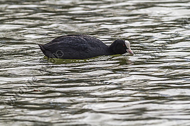 Blässhuhn auf dem Wasser