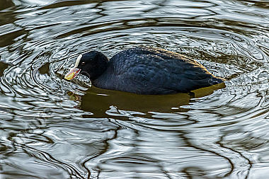 Blässhuhn auf dem Jägersburger Weiher