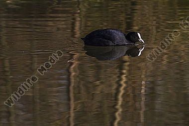 Blässhuhn auf dem Wasser