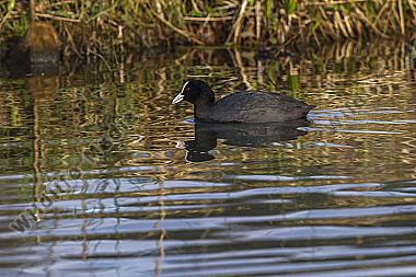 Blässhuhn auf dem Wasser