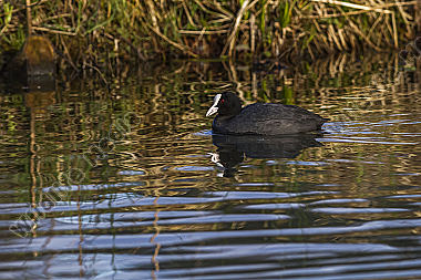 Blässhuhn auf dem Wasser