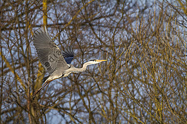 Graureiher im Flug