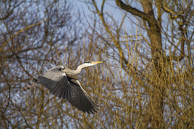 Graureiher im Flug