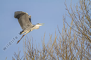 Graureiher im Flug