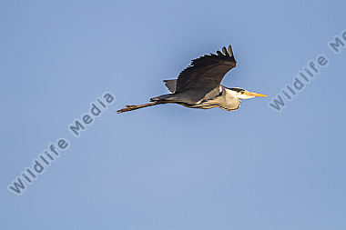 Graureiher im Flug