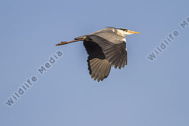 Graureiher im Flug