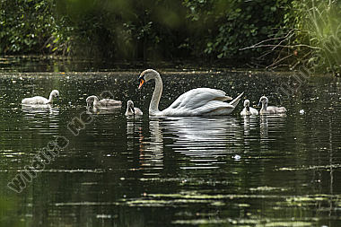 Höckerschwan mit seinen Jungen