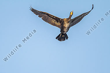 Fliegender Kormoran