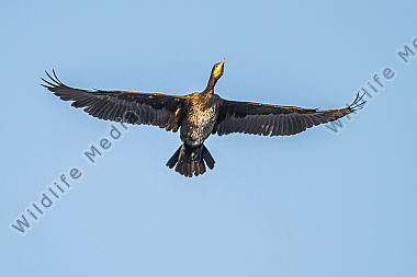 Fliegender Kormoran